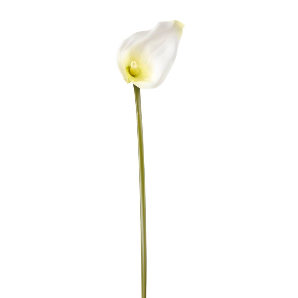 10166503.jpg img